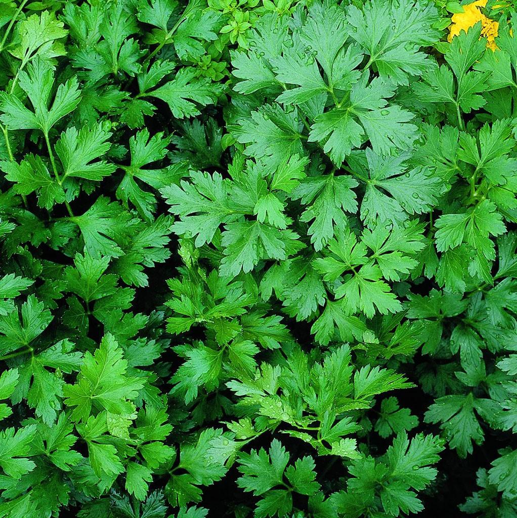 Flat Parsley