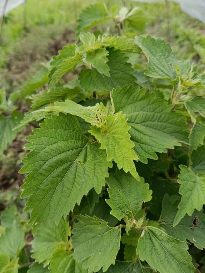 Perilla Leaves Perilla Leaves