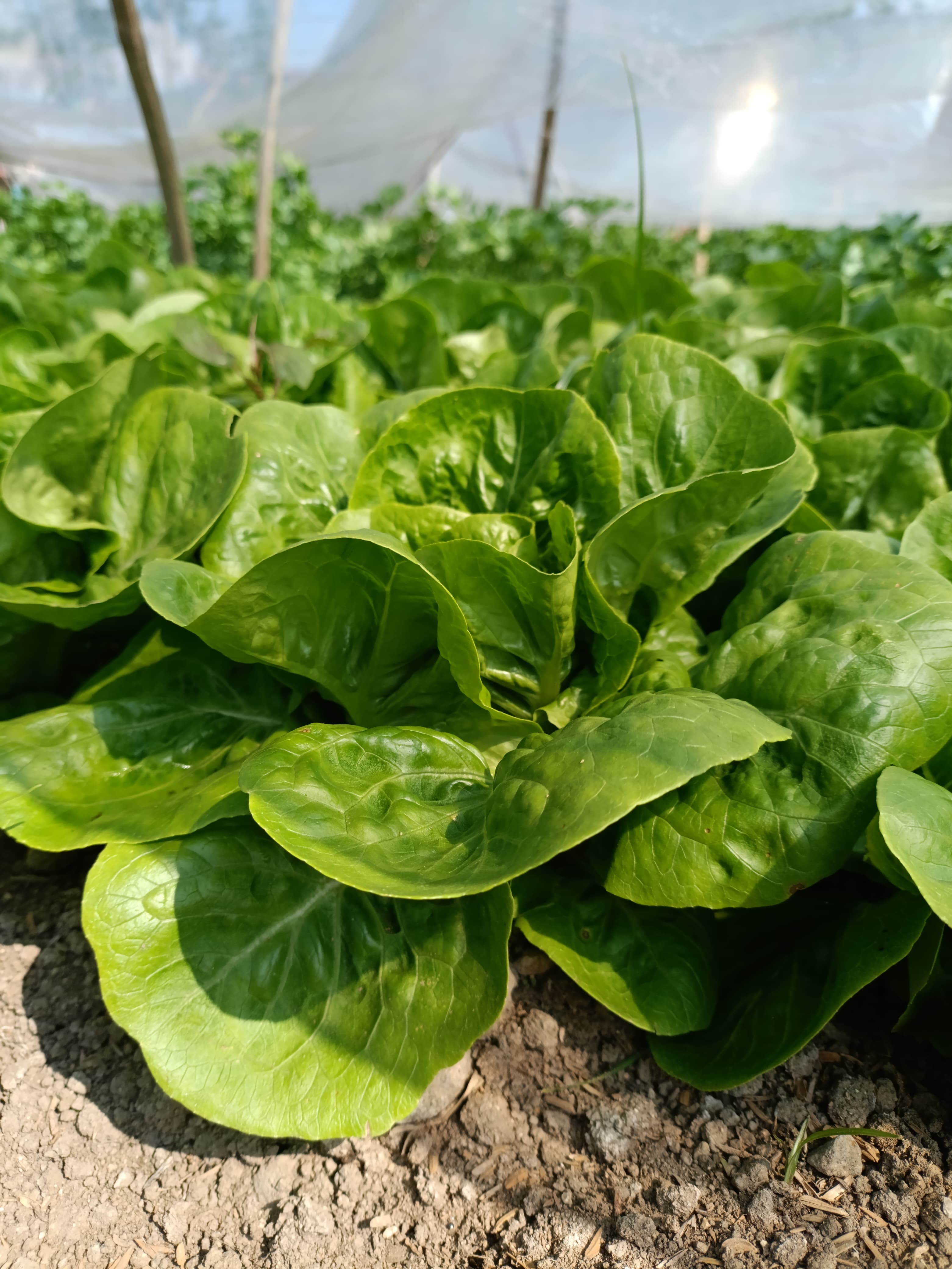 Baby Gem Lettuce Baby Gem Lettuce