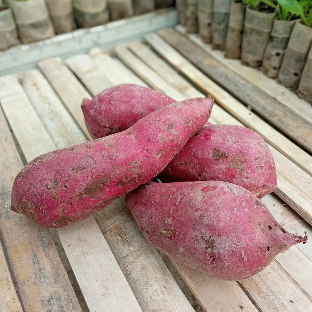 Purple Sweet Potato