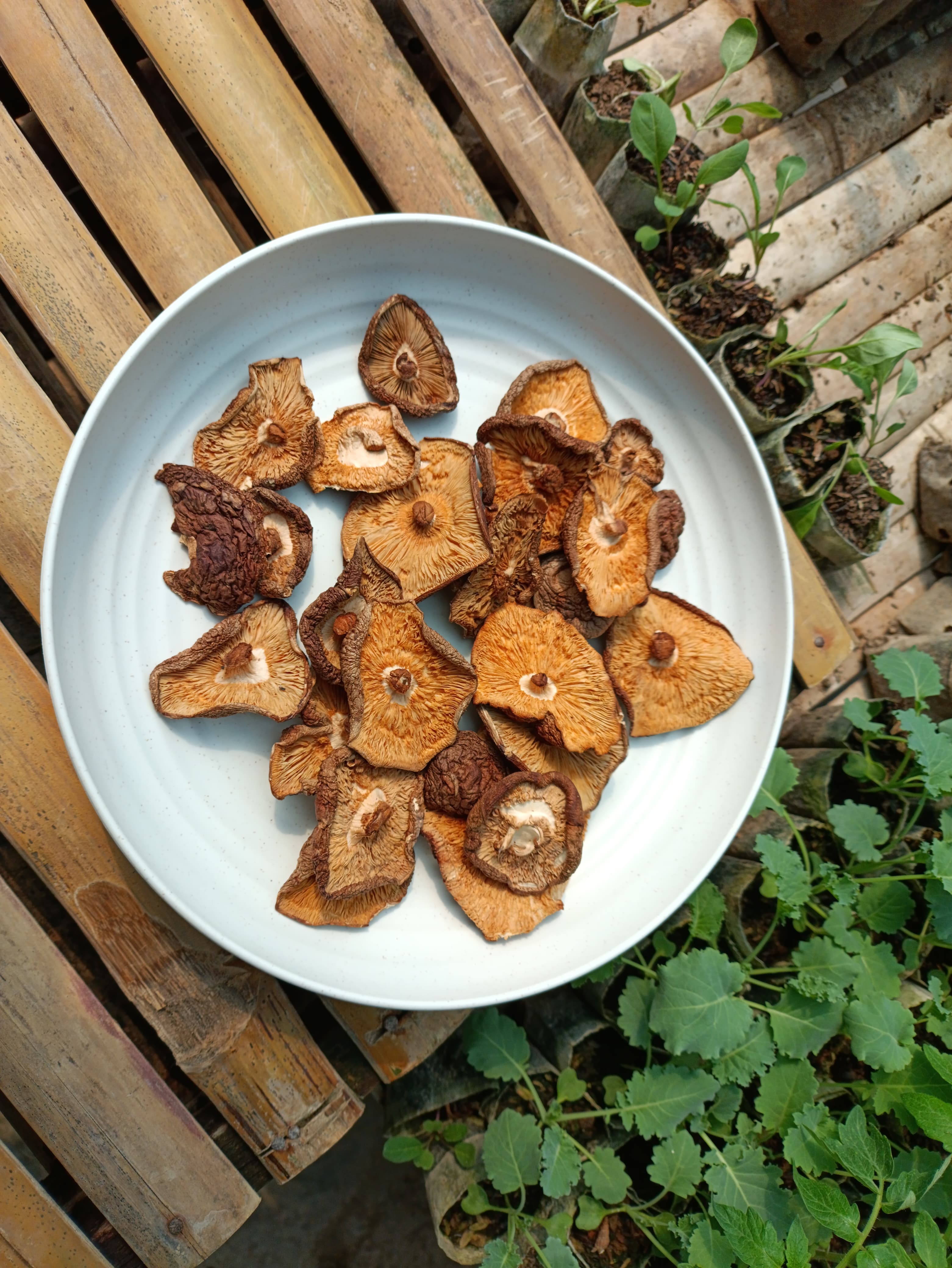Dried Shiitake Mushroom Dried Shiitake Mushroom