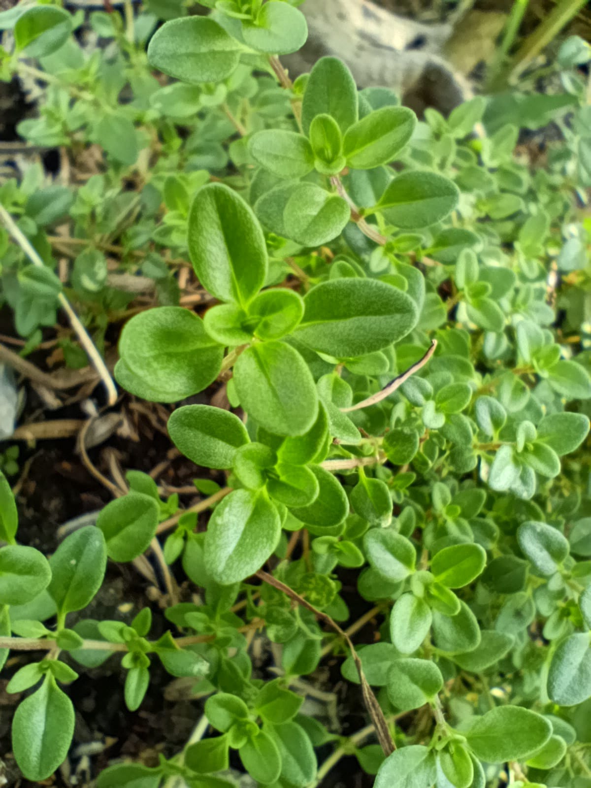 Thyme Thyme