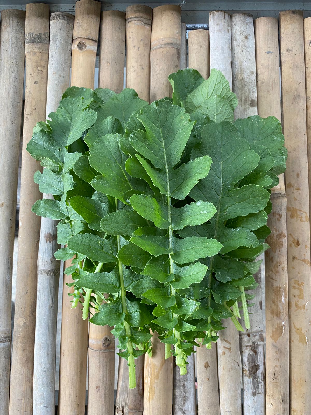 Daikon Leaves