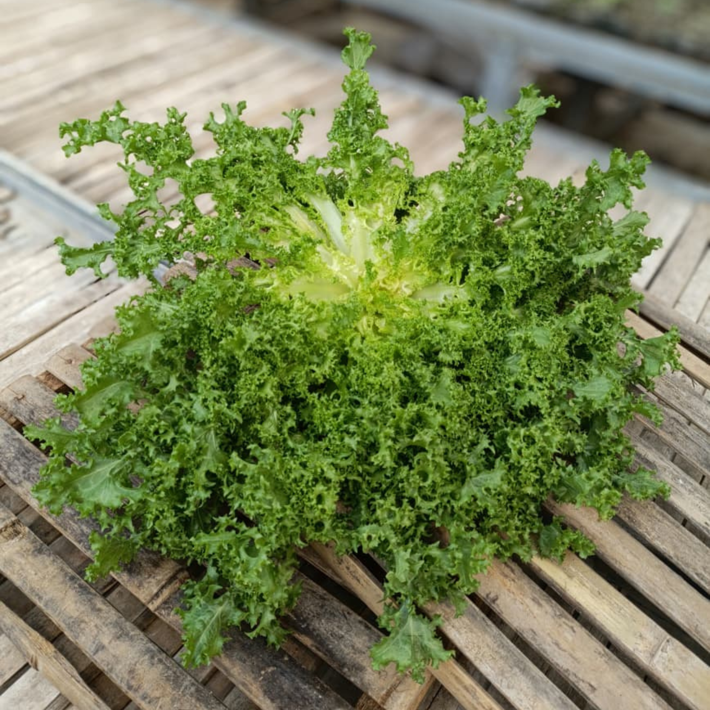 Endive Lettuce