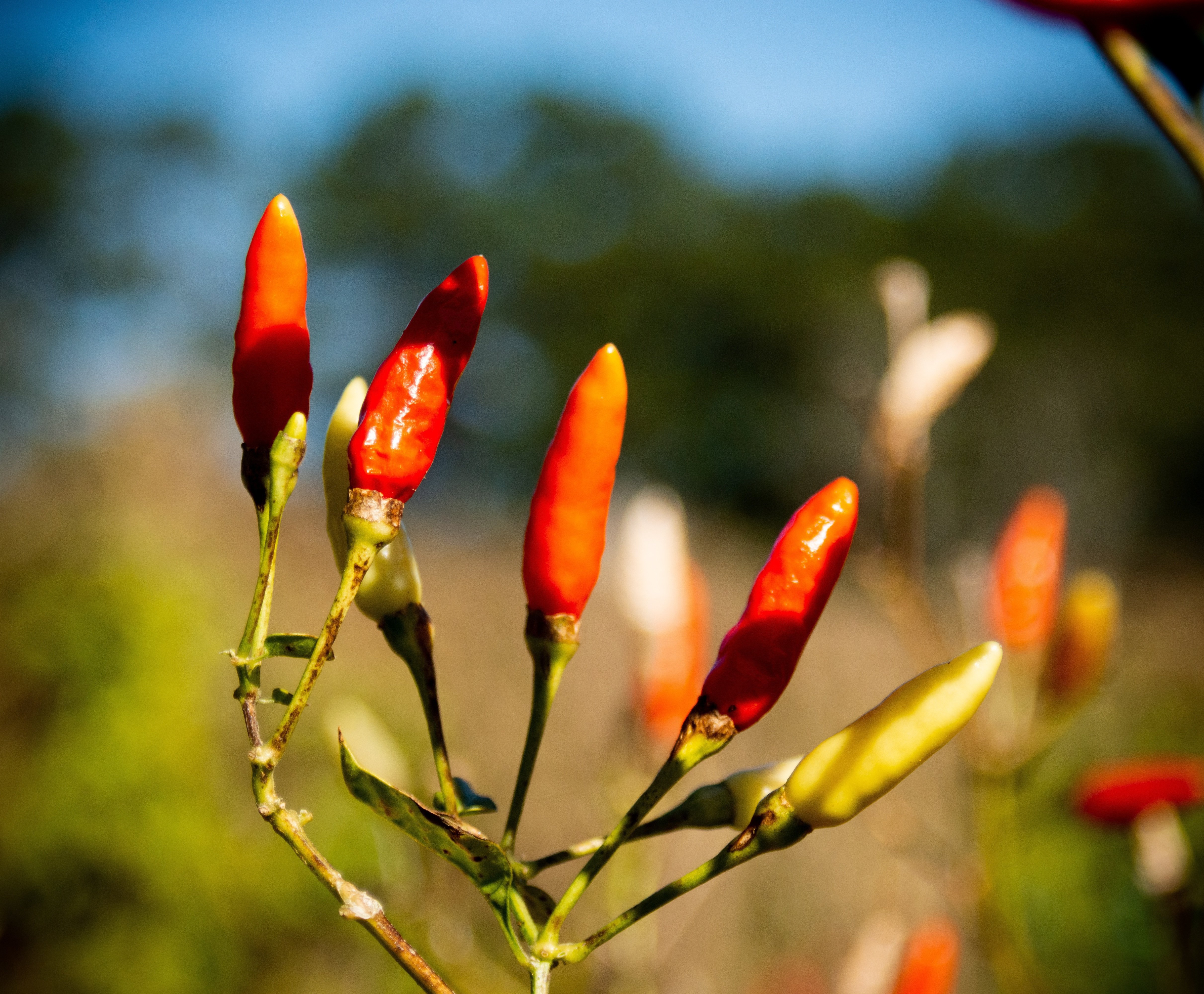 Birds Eye Chilli