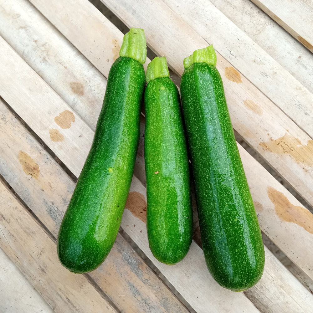 Zucchini 15-24cm
