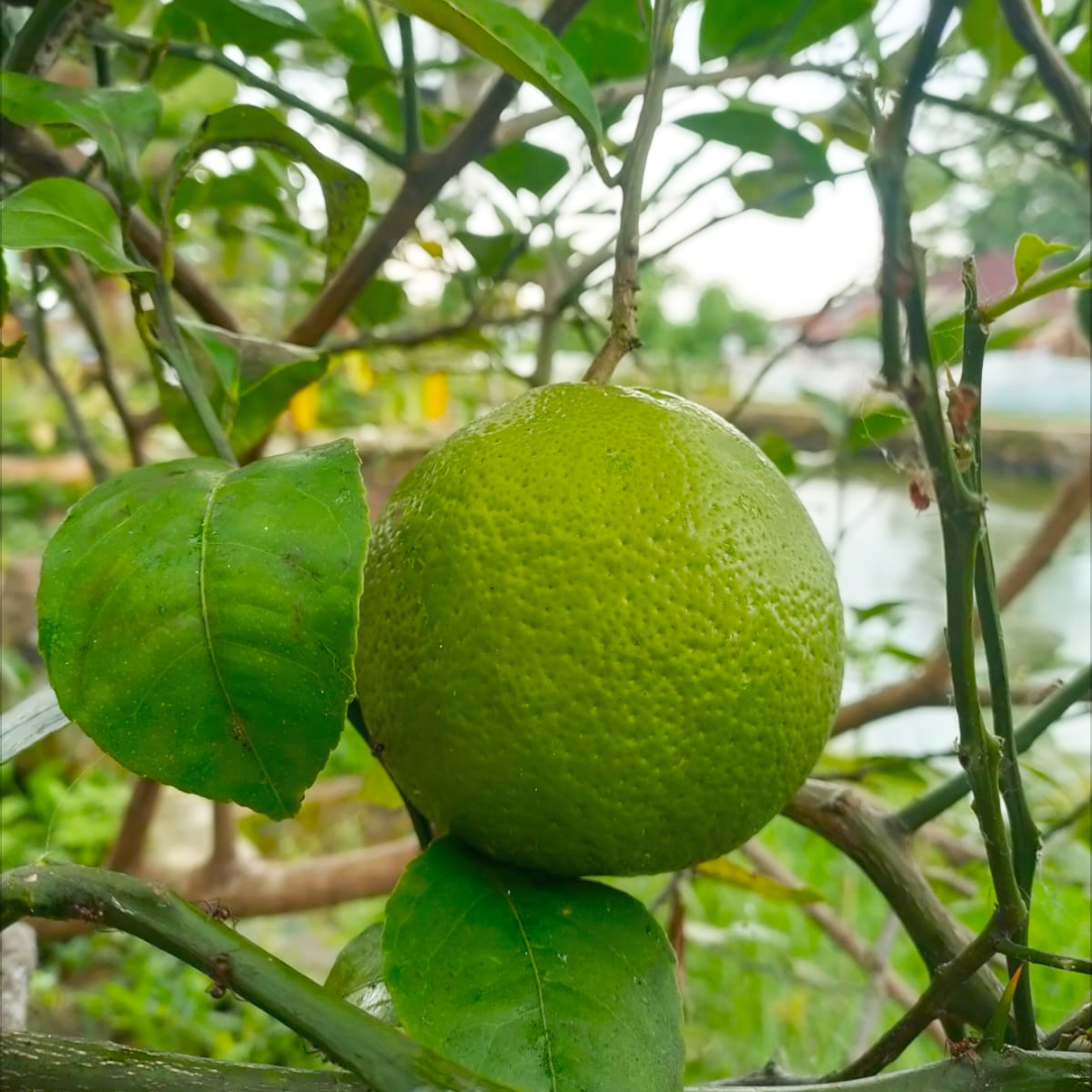 California Lemon (150gr-190gr)