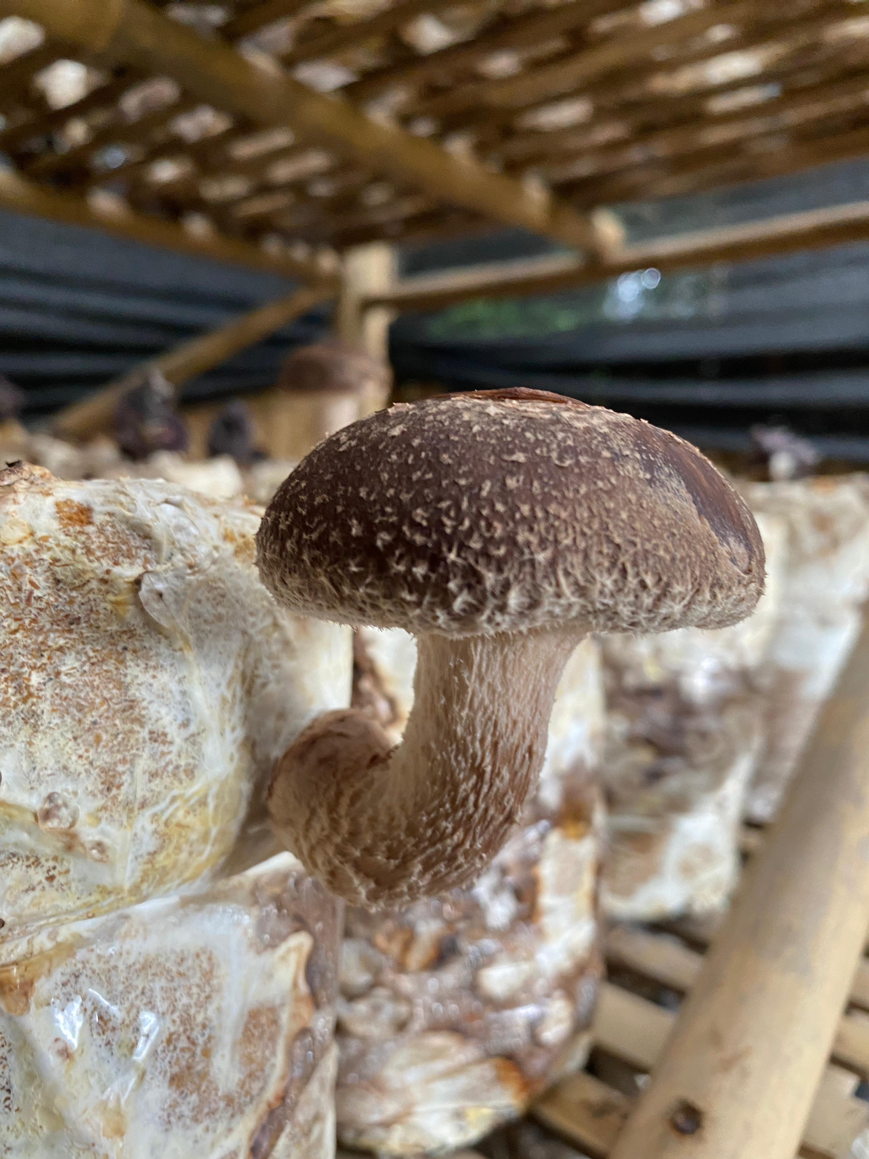 Shiitake Mushroom